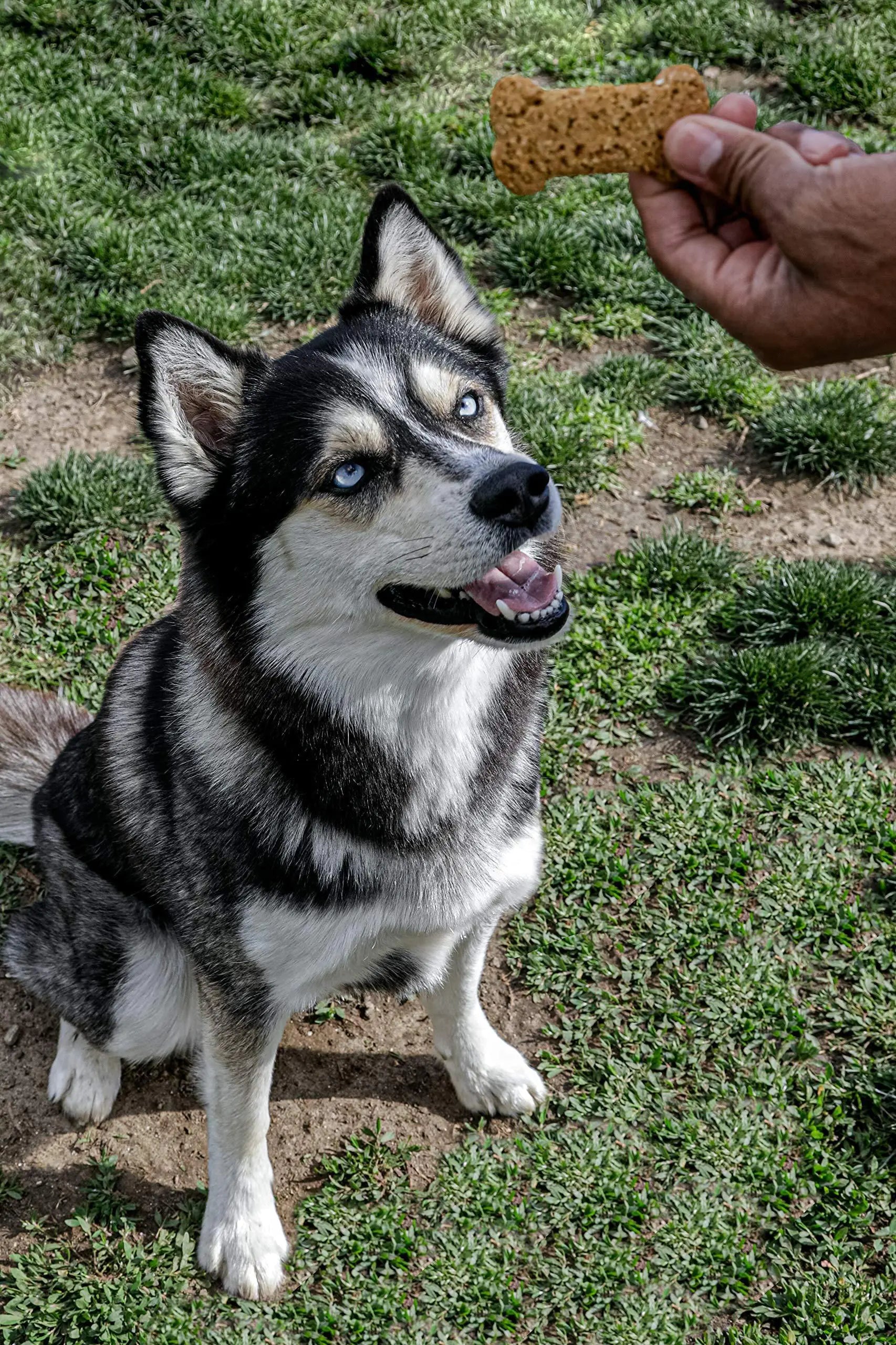 Peanuts Treats For Large Dogs